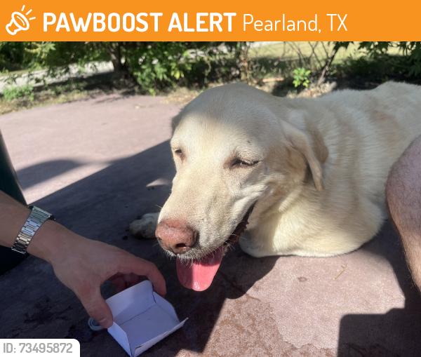 Found/Stray Male Dog last seen First Watch Pearland, Pearland, TX 77581