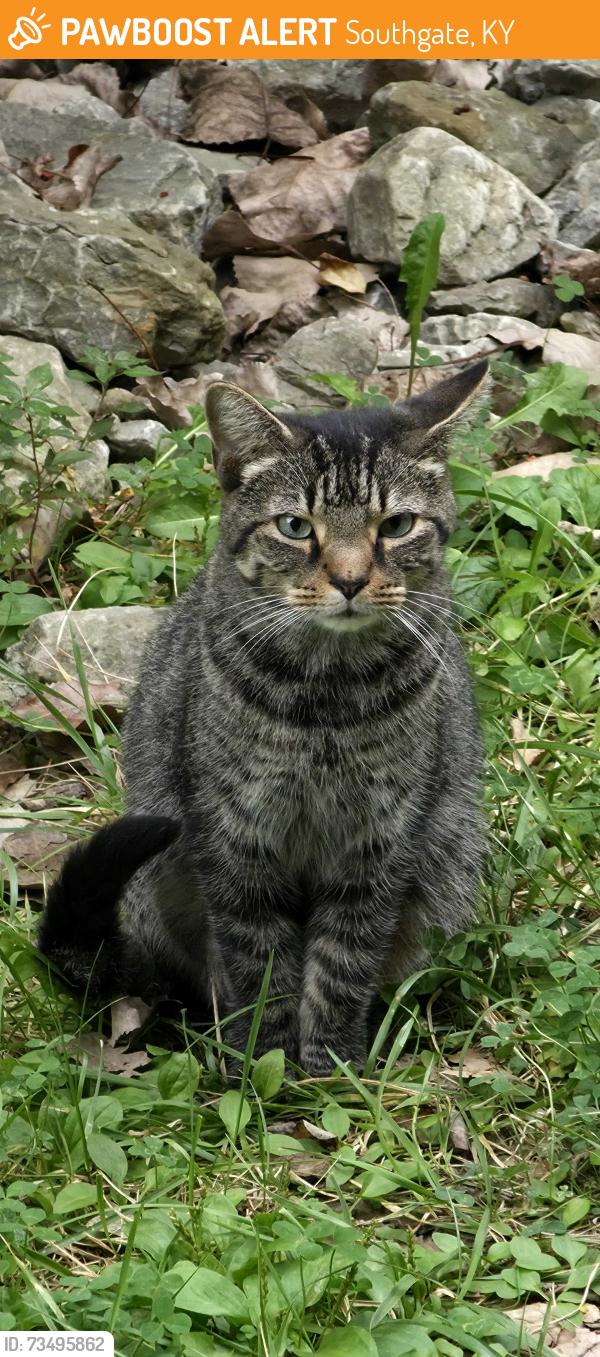 Found/Stray Unknown Cat last seen Moock Road, Alexandria pike, Southgate, KY 41071