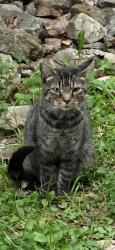 Found/Stray Unknown Cat last seen Moock Road, Alexandria pike, Southgate, KY 41071