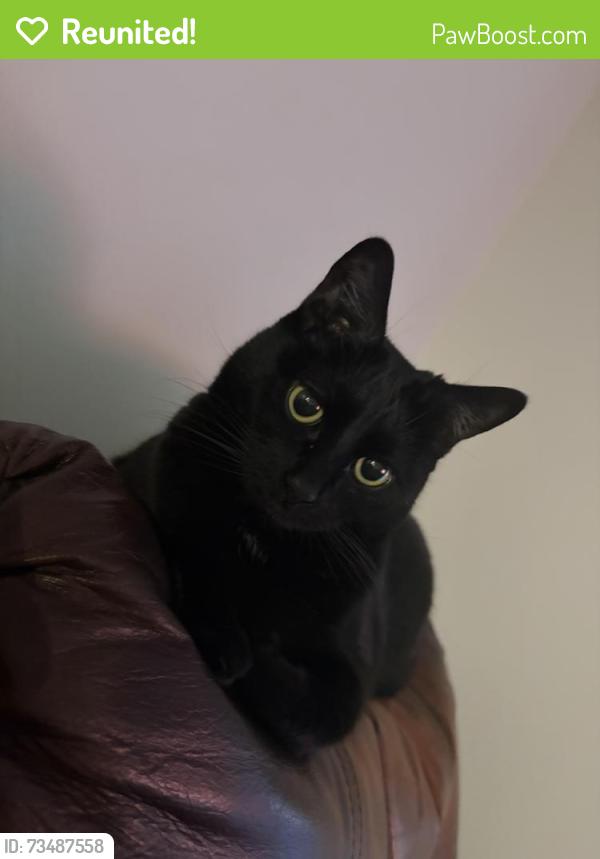 Reunited Female Cat last seen Midpark blvd, Calgary, AB T2X 1C3