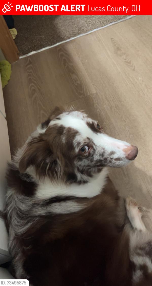 Lost Female Dog last seen Monclova rd and Whitehouse Spencer rd, Lucas County, OH 43542