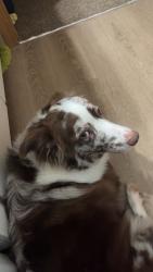 Lost Female Dog last seen Monclova rd and Whitehouse Spencer rd, Lucas County, OH 43542