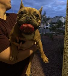 Reunited Male Dog last seen Sunset and Grand Cadence, Henderson, NV 89011