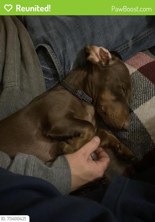 Reunited Female Dog last seen Lashbrook road, Boonville, IN 47601