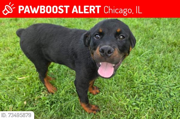 Lost Male Dog last seen Kildare and Potomac, Chicago, IL 60651