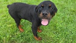 Lost Male Dog last seen Kildare and Potomac, Chicago, IL 60651