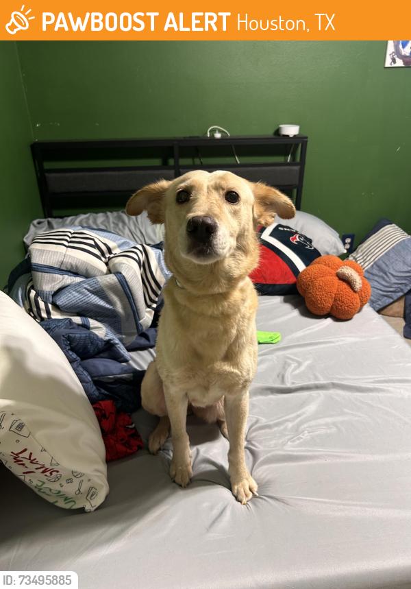 Found/Stray Female Dog last seen 5636-5670 S Braeswood Blvd Houston, TX 77096 United States, Houston, TX 77096