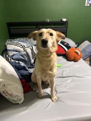 Found/Stray Female Dog last seen 5636-5670 S Braeswood Blvd Houston, TX 77096 United States, Houston, TX 77096