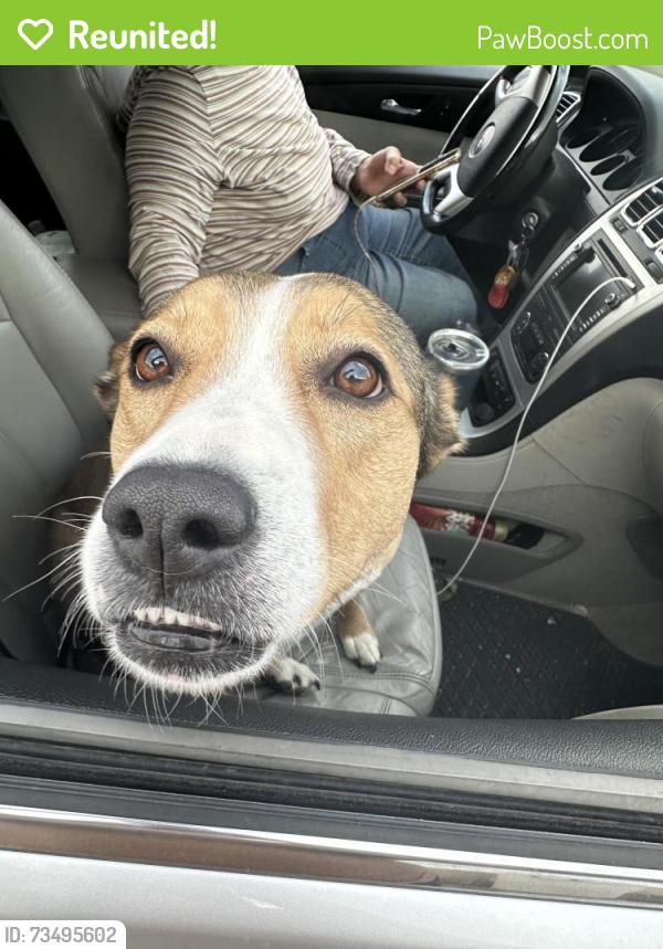 Reunited Female Dog last seen Esplanade way and montego, Paradise, NV 89121
