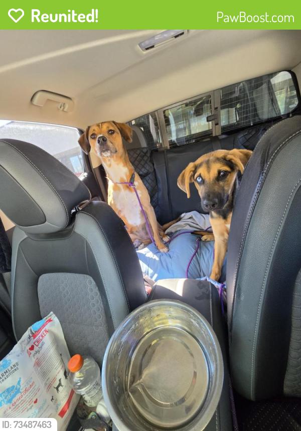 Reunited Male Dog last seen Roanoke/Raymond Hill, Albuquerque, NM 87120