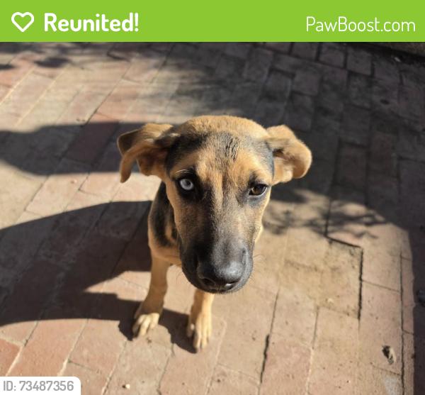 Reunited Male Dog last seen Roanoke/Raymond Hill, Albuquerque, NM 87120
