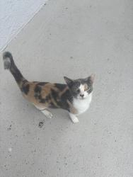 Found/Stray Unknown Cat last seen Near on Fruitville apmts, Sarasota, FL 34237
