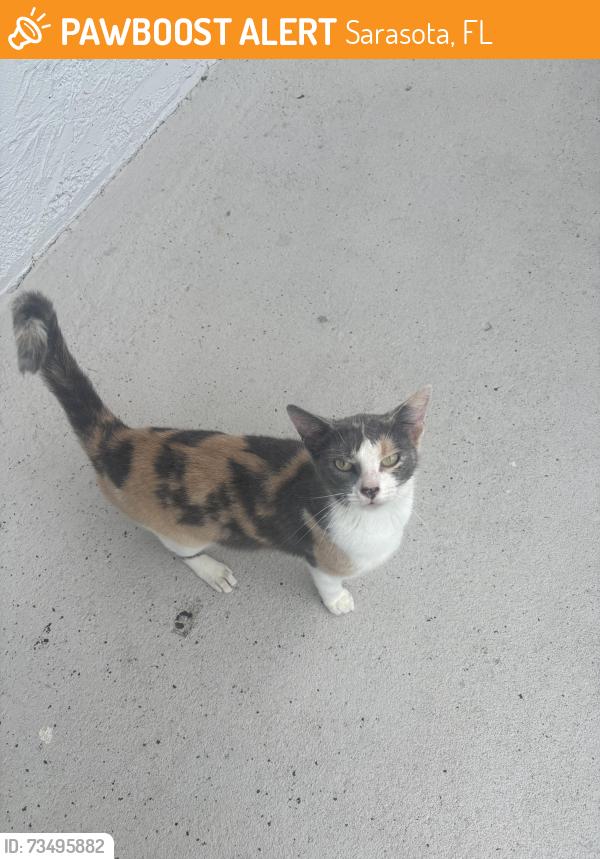 Found/Stray Unknown Cat last seen Near on Fruitville apmts, Sarasota, FL 34237
