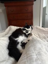 Reunited Female Cat last seen Campbell and Palmer, Chicago, IL 60647