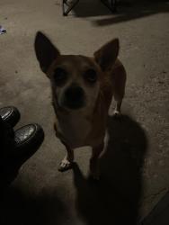 Found/Stray Male Dog last seen By dennys and Lowe’s on post and 25th, Indianapolis, IN 46219