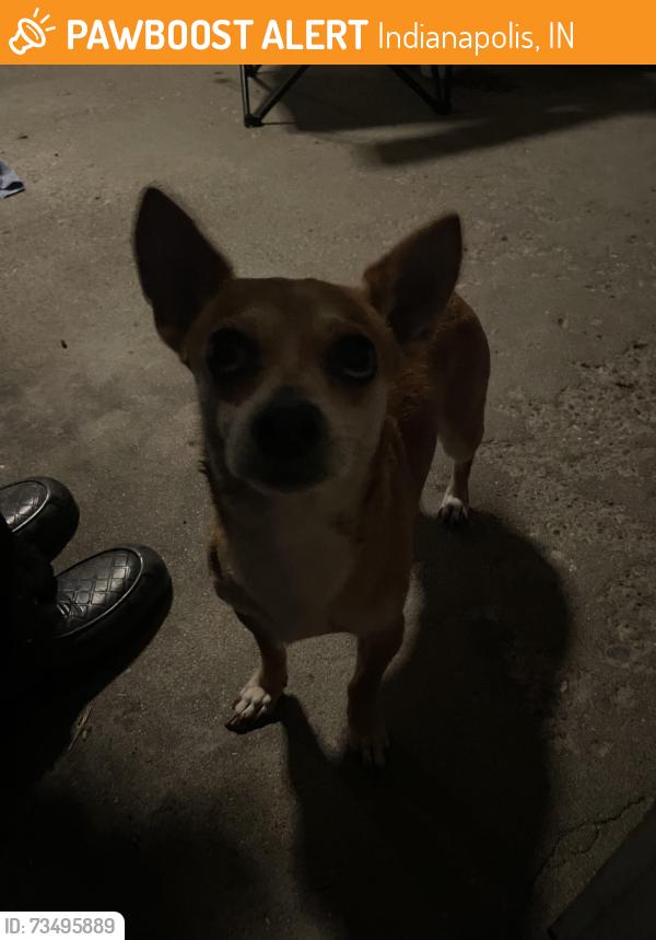 Found/Stray Male Dog last seen By dennys and Lowe’s on post and 25th, Indianapolis, IN 46219