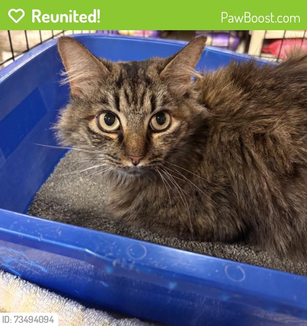 Reunited Female Cat last seen Mount Olive Church Road and Town Mountain Road; Asheville, NC, Buncombe County, NC 28804