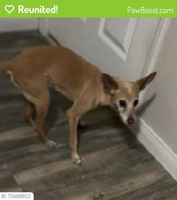 Reunited Unknown Dog last seen Washington and Marion, Las Vegas, NV 89110