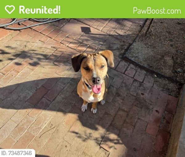 Reunited Female Dog last seen Roanoke/ Raymond Hill, Albuquerque, NM 87120