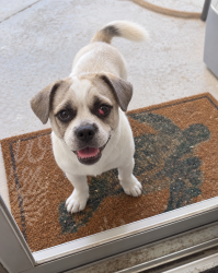 Reunited Male Dog last seen margarth street, Good Hope, CA 92570
