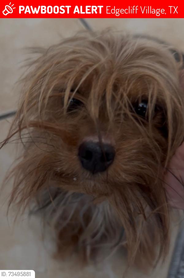 Lost Female Dog last seen Edgecliff Village, Edgecliff Village, TX 76134