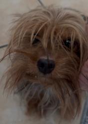 Lost Female Dog last seen Edgecliff Village, Edgecliff Village, TX 76134