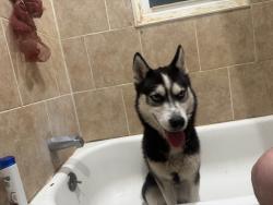 Lost Male Dog last seen Enterprise and Spring, Glen Lyon, PA 18617