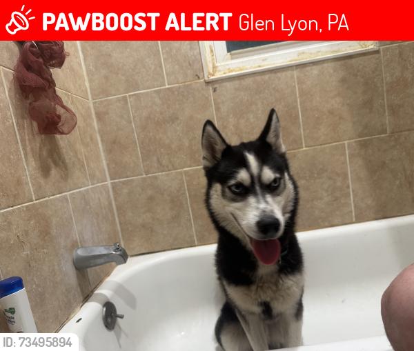 Lost Male Dog last seen Enterprise and Spring, Glen Lyon, PA 18617