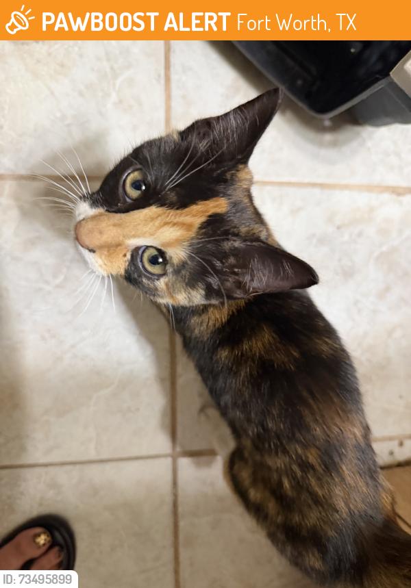 Found/Stray Female Cat last seen Blandin St and Clary Ave, Fort Worth, TX 76111