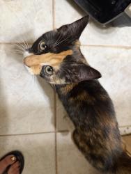 Found/Stray Female Cat last seen Blandin St and Clary Ave, Fort Worth, TX 76111