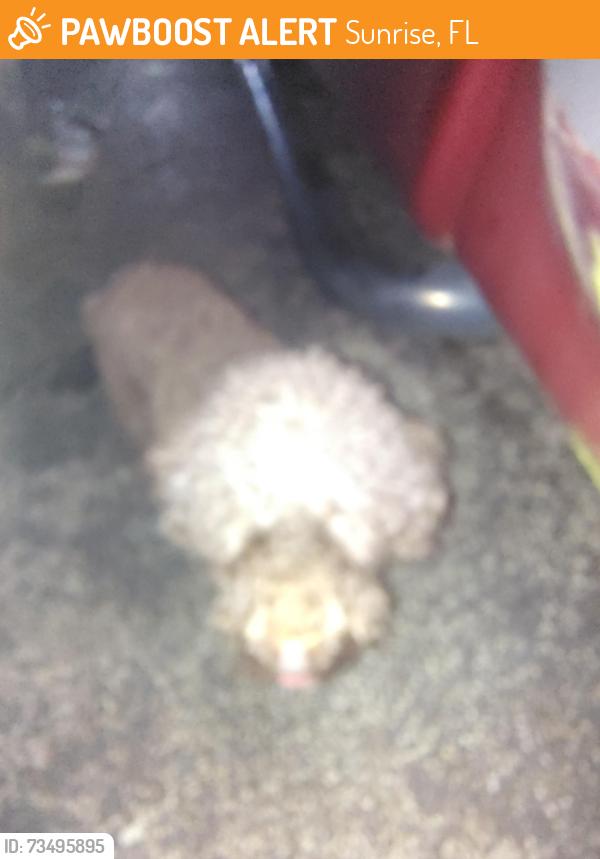 Found/Stray Male Dog last seen Sunset strip 72 ave, Sunrise, FL 33313