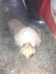 Found/Stray Male Dog last seen Sunset strip 72 ave, Sunrise, FL 33313