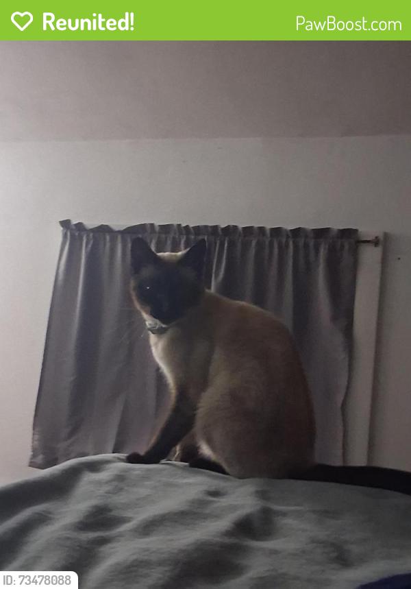 Reunited Female Cat last seen Near Willow Creek Road and Oak Lane intersection, Rimms Edge Apple Orchard, Germantown, WI 53017