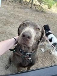 Reunited Female Dog last seen Swan Falls, Kuna, ID 83634
