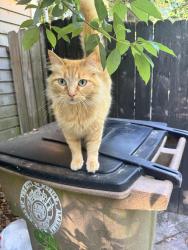 Lost Female Cat last seen Between Emogene and Elizabeth St, Mobile, AL 36606