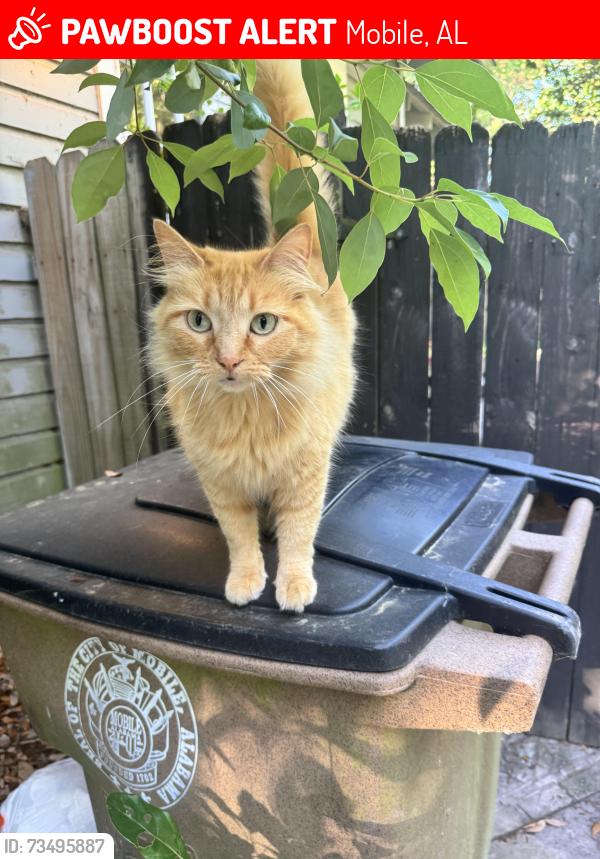 Lost Female Cat last seen Between Emogene and Elizabeth St, Mobile, AL 36606
