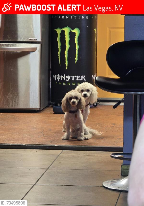 Lost Male Dog last seen Jones and 95, Las Vegas, NV 89107