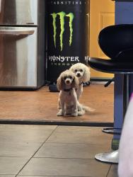 Lost Male Dog last seen Jones and 95, Las Vegas, NV 89107