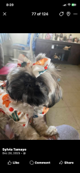 Reunited Female Dog last seen Port road, Port Isabel, TX 78578