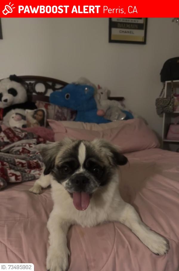 Lost Male Dog last seen Ranch st, Perris, CA 92571