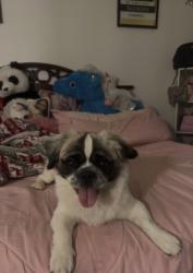 Lost Male Dog last seen Ranch st, Perris, CA 92571