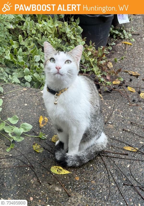 Found/Stray Female Cat last seen Johnstown Road, Huntington, WV 45619