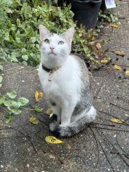 Found/Stray Female Cat last seen Johnstown Road, Huntington, WV 45619