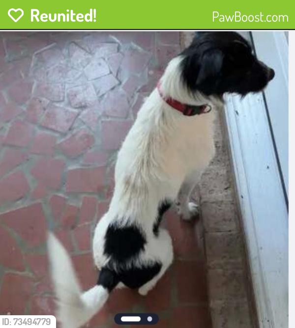 Reunited Male Dog last seen Scalesville Road, Summerfield, NC 27358