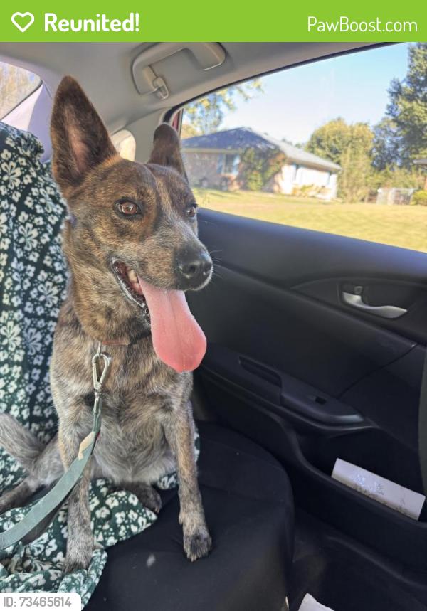 Reunited Female Dog last seen N700W & W300N, Greenfield, IN 46140