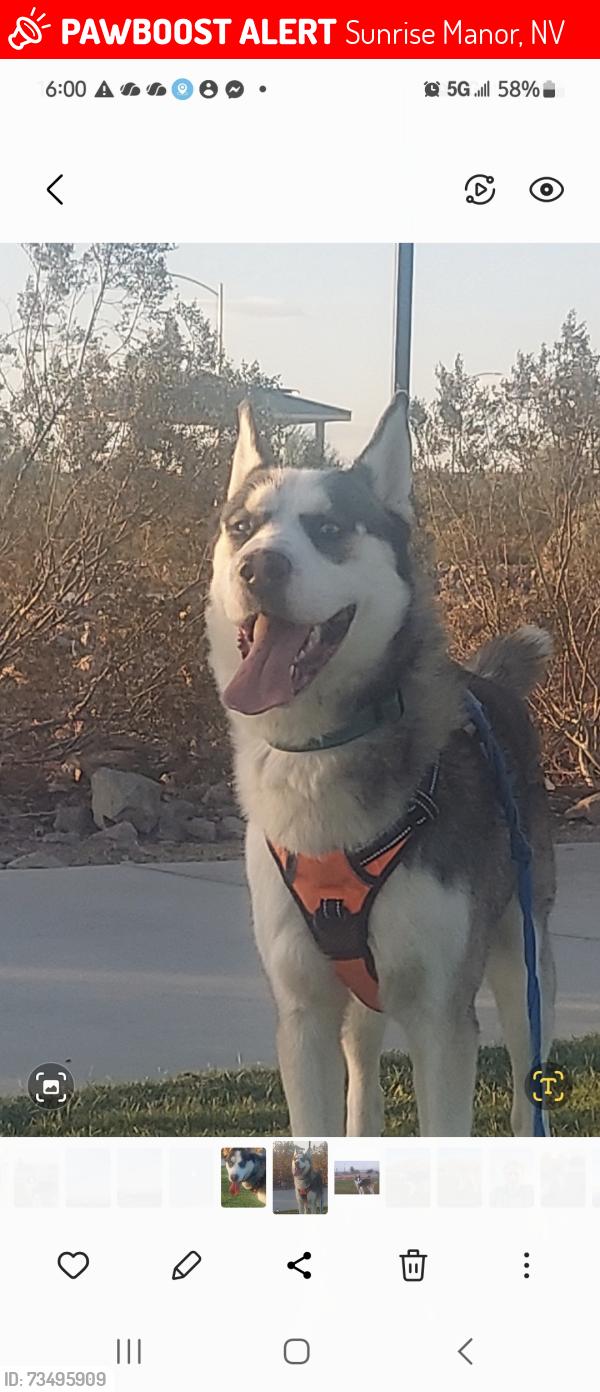 Lost Male Dog last seen Nellis and Charleston, Sunrise Manor, NV 89110