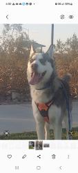 Lost Male Dog last seen Nellis and Charleston, Sunrise Manor, NV 89110