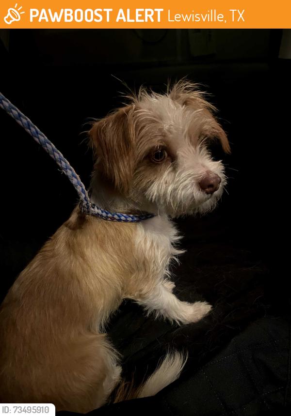 Found/Stray Male Dog last seen Old Denton, Lewisville, TX 75056