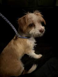 Found/Stray Male Dog last seen Old Denton, Lewisville, TX 75056