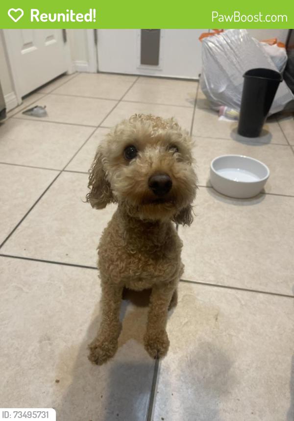 Reunited Male Dog last seen Celcius place, Las Vegas, NV 89129